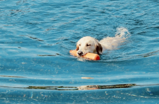 泳ぐ犬.png